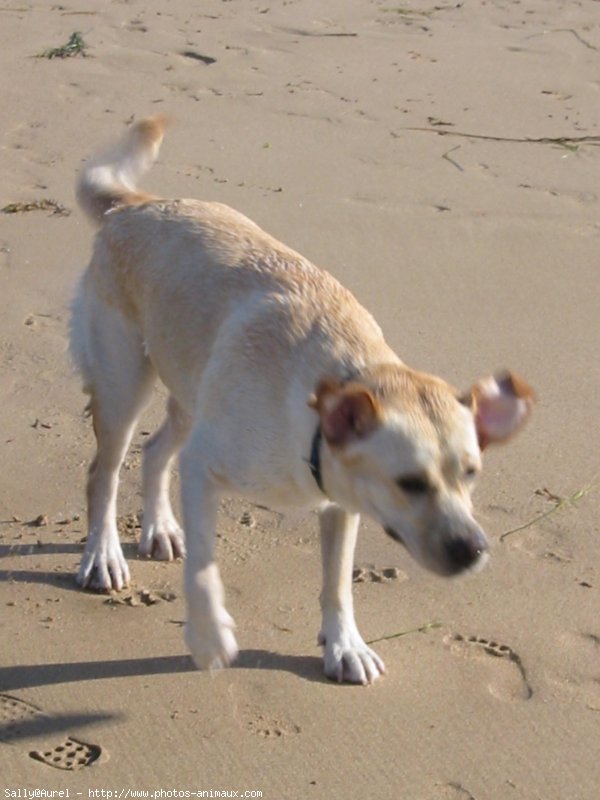 Photo de Labrador retriever