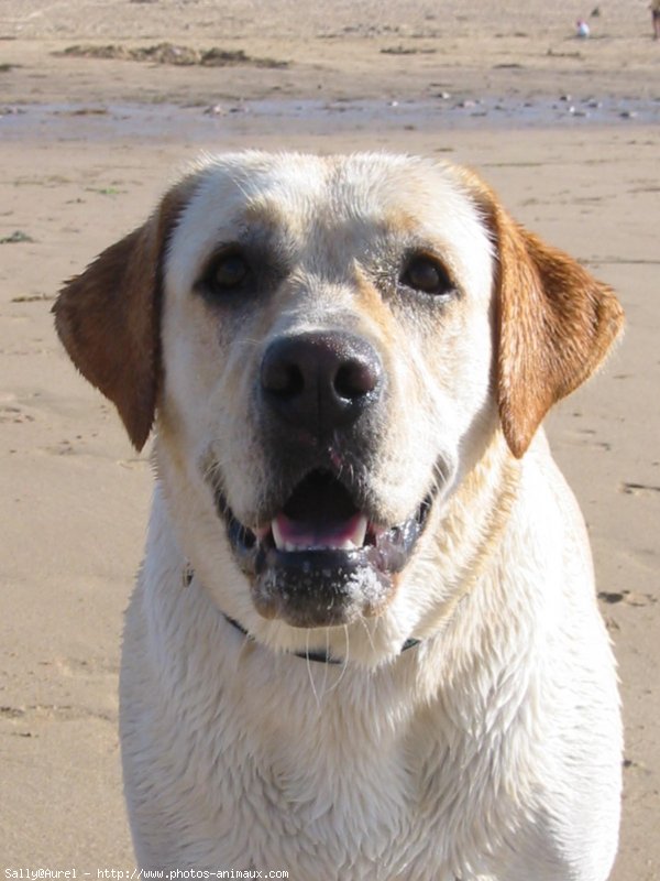 Photo de Labrador retriever