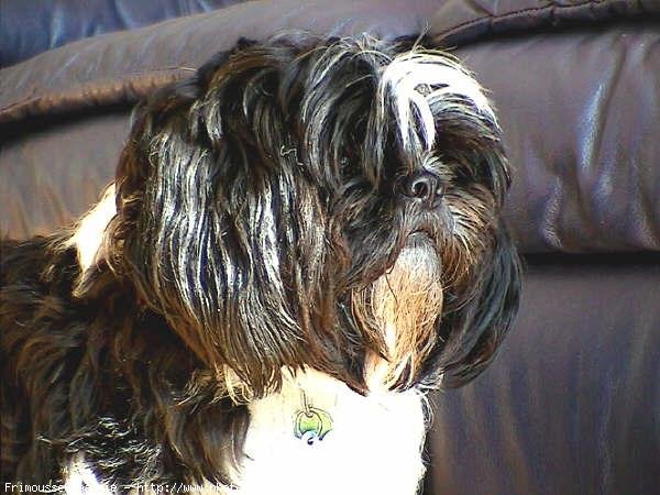 Photo de Shih tzu