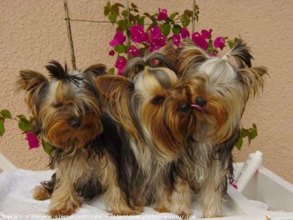 Photo de Yorkshire terrier