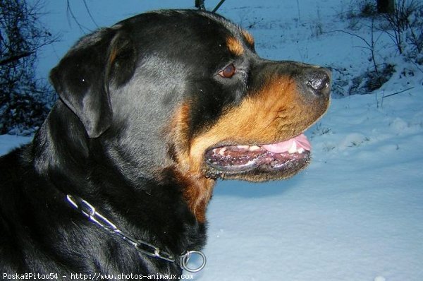 Photo de Rottweiler