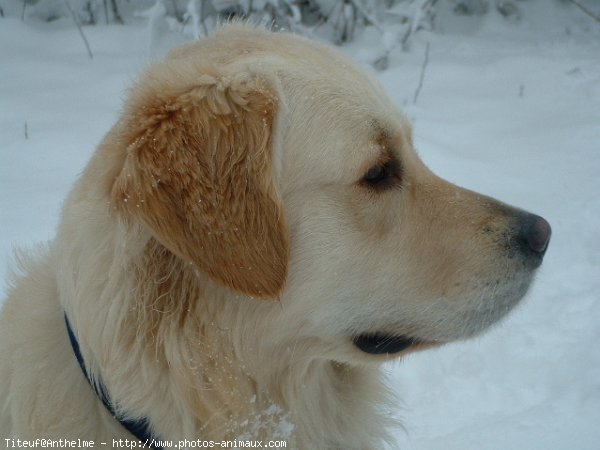 Photo de Golden retriever