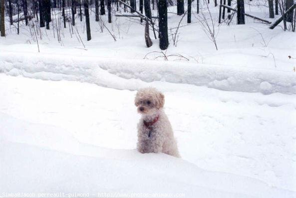 Photo de Caniche moyen