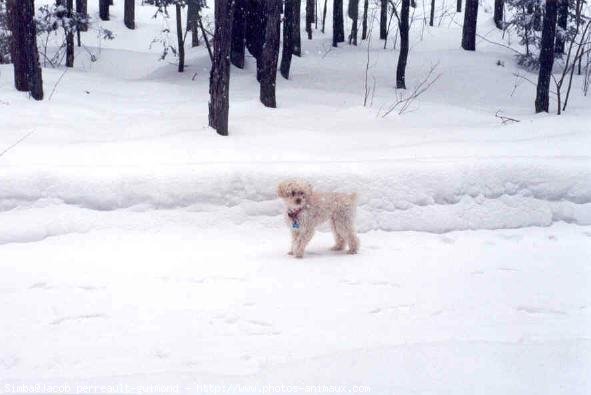 Photo de Caniche moyen