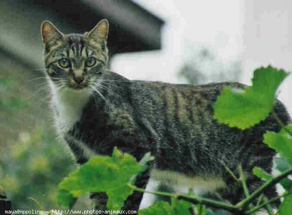 Photo de Chat domestique