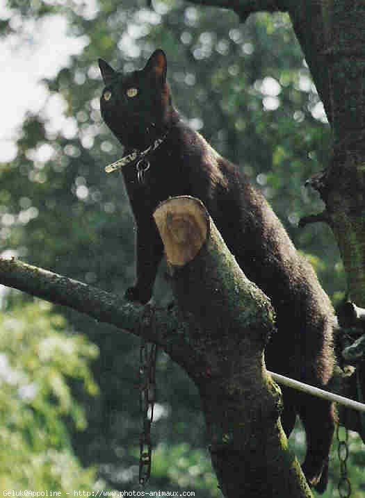 Photo de Chat domestique