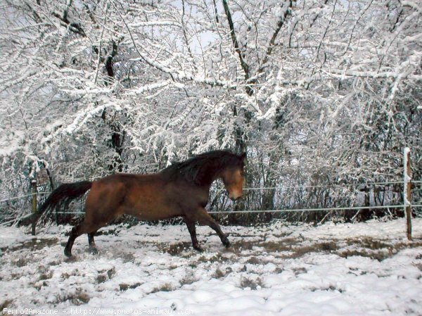 Photo de Selle franais