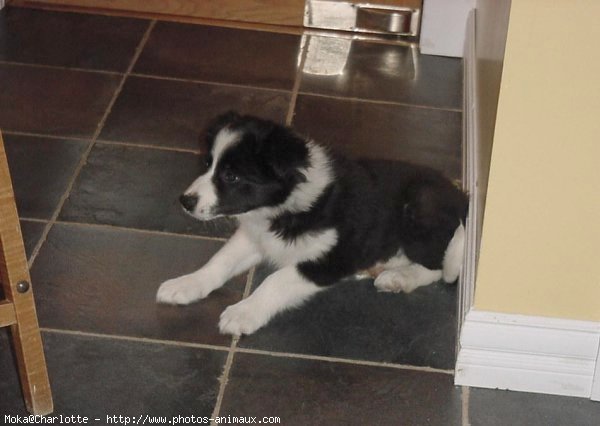 Photo de Border collie