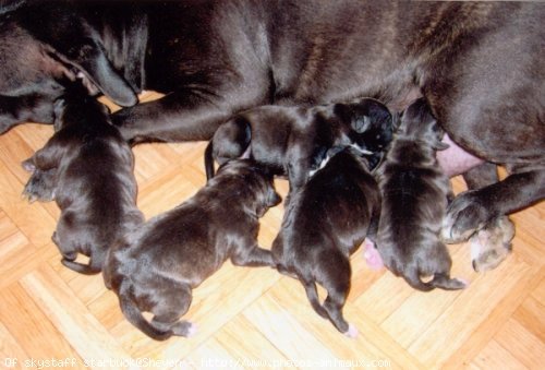 Photo de Staffordshire bull terrier