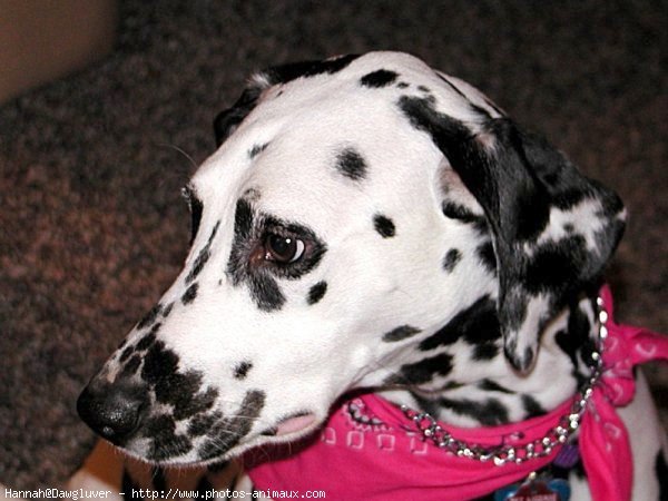 Photo de Dalmatien