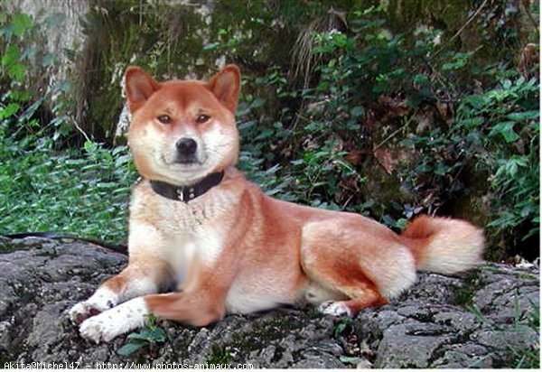 Photo de Shiba