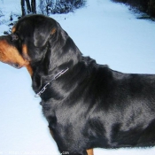 Photo de Rottweiler