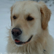 Photo de Golden retriever