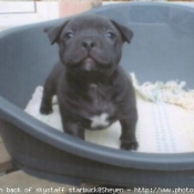 Photo de Staffordshire bull terrier