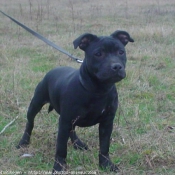 Photo de Staffordshire bull terrier