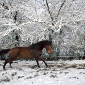 Photo de Selle franais