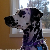 Photo de Dalmatien