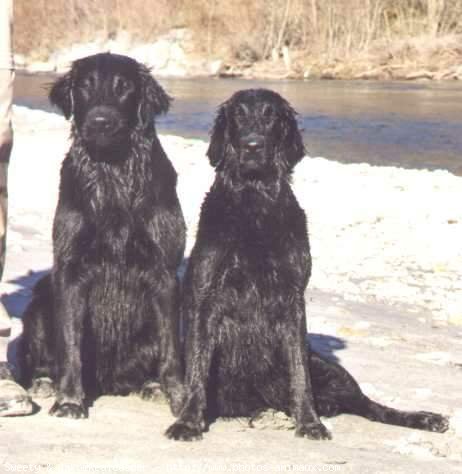 Photo de Retriever  poil plat