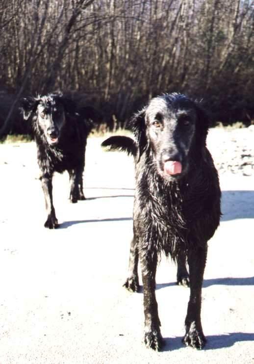 Photo de Retriever  poil plat