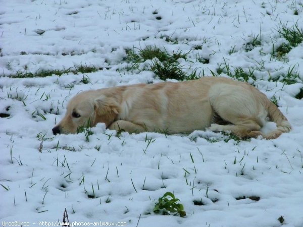 Photo de Golden retriever