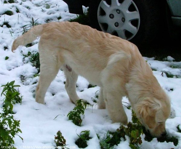 Photo de Golden retriever