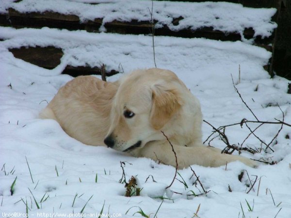 Photo de Golden retriever