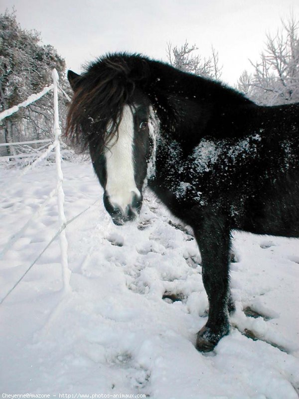 Photo de Shetland