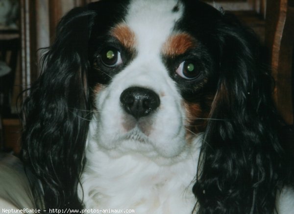 Photo de Cavalier king charles spaniel