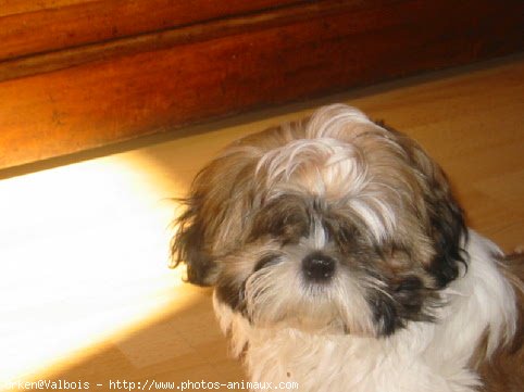 Photo de Shih tzu