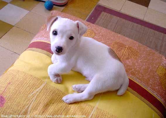 Photo de Jack russell terrier