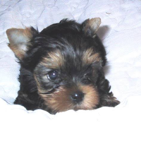 Photo de Yorkshire terrier