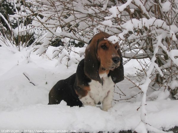 Photo de Basset hound