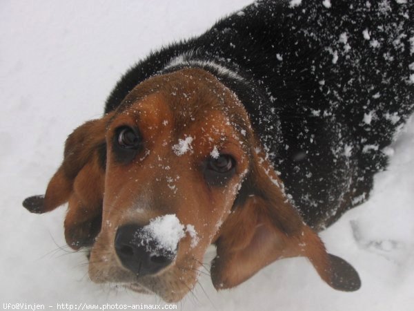 Photo de Basset hound