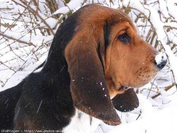 Photo de Basset hound