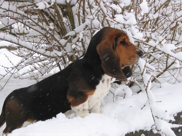 Photo de Basset hound