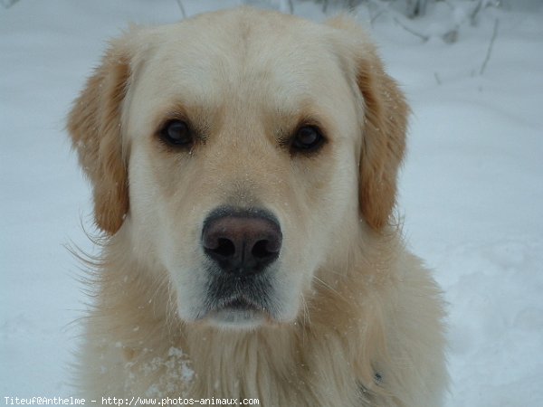 Photo de Golden retriever