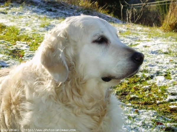 Photo de Golden retriever