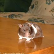 Photo de Hamster