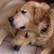 Photo de Golden retriever