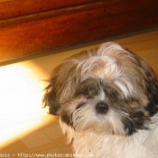 Photo de Shih tzu