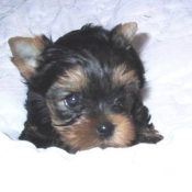 Photo de Yorkshire terrier