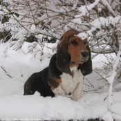 Photo de Basset hound