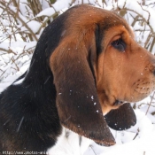 Photo de Basset hound