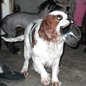 Photo de Cavalier king charles spaniel