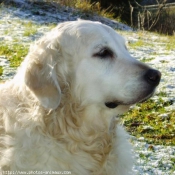 Photo de Golden retriever