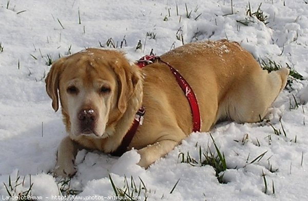 Photo de Labrador retriever