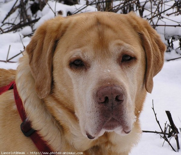 Photo de Labrador retriever