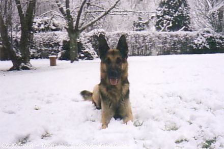 Photo de Berger allemand  poil court