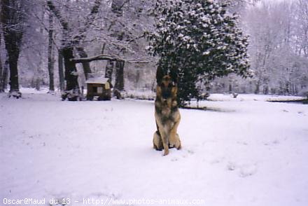 Photo de Berger allemand  poil court