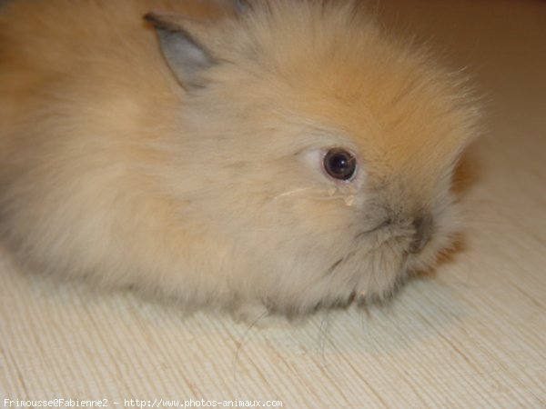 Photo de Lapin